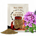 Evening Scented Stock Seeds 1000+ Flower Mathhiola Longipetala USA